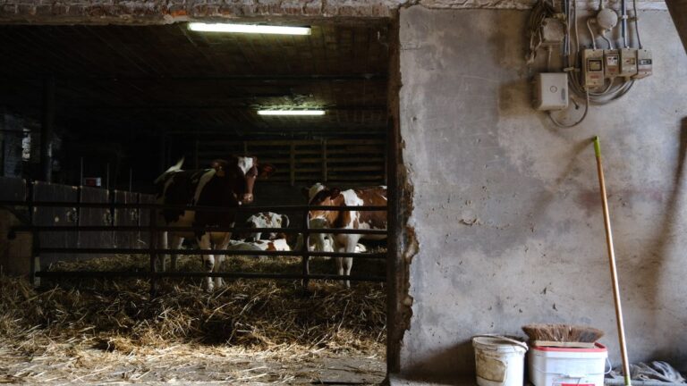 Dairy Farm Helper Jobs In Italy - High Salary - Apply For Latest Vacancies